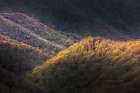 Spring foliage on mountain forest, Great Smoky Mountains National Park, Tennessee Art Print
